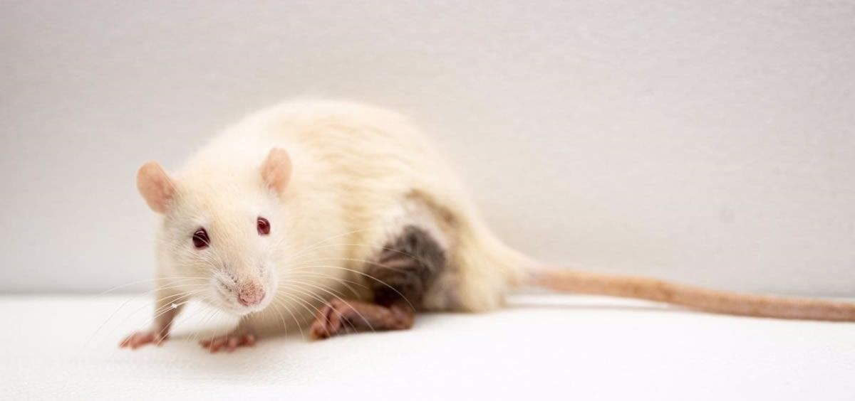 Ratón de laboratorio (Foto: UPMC/EuropaPress)