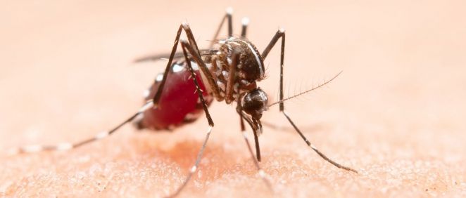 El mosquito causante de la enfermedad de dengue (Foto. Freepik)