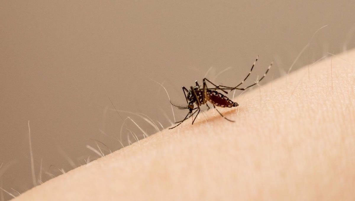 Mosquito en el brazo de una persona (Foto: EP - JOHN EISELE / FOTOGRAFÍA DE LA UNIVERSIDAD ESTATAL)