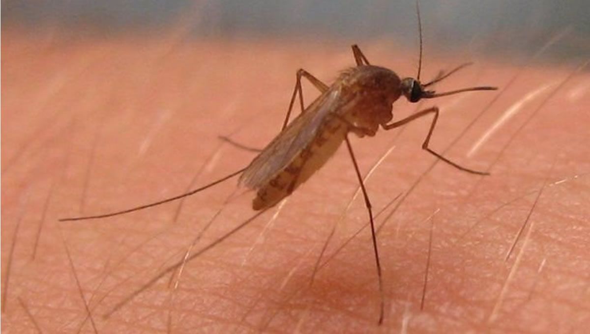 Mosquito virus Nilo Occidental (Foto: EP - JOSEPH HOYT)