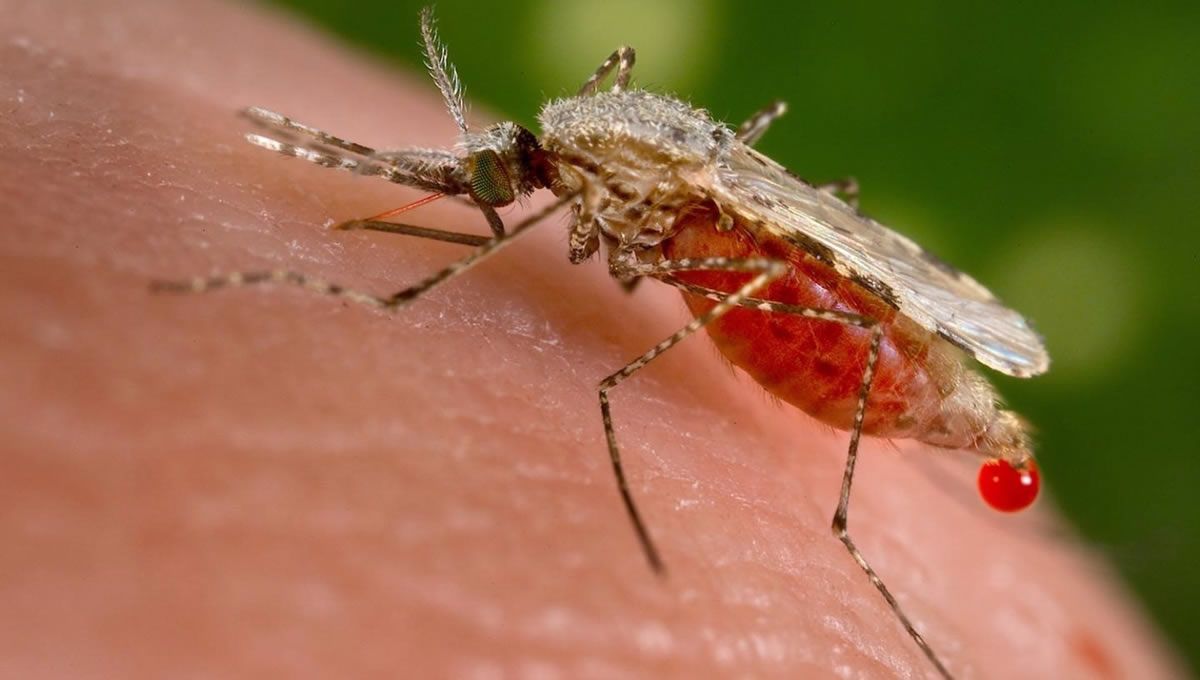 Mosquito transmisor de malaria (Foto:  JIM GATHANY / CDC - EP)