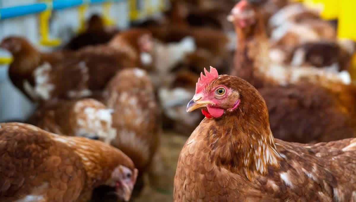 La transmisión de gripe aviar a humanos es muy reducida. (Foto: Freepik)