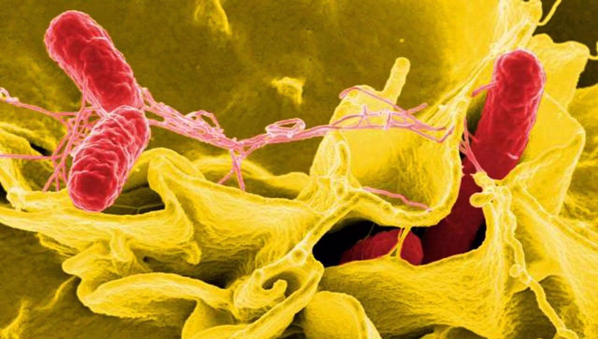 Bacteria salmonella, salmonela (Foto: CDC Public Health Image Library (NIAID)/EuropaPress)