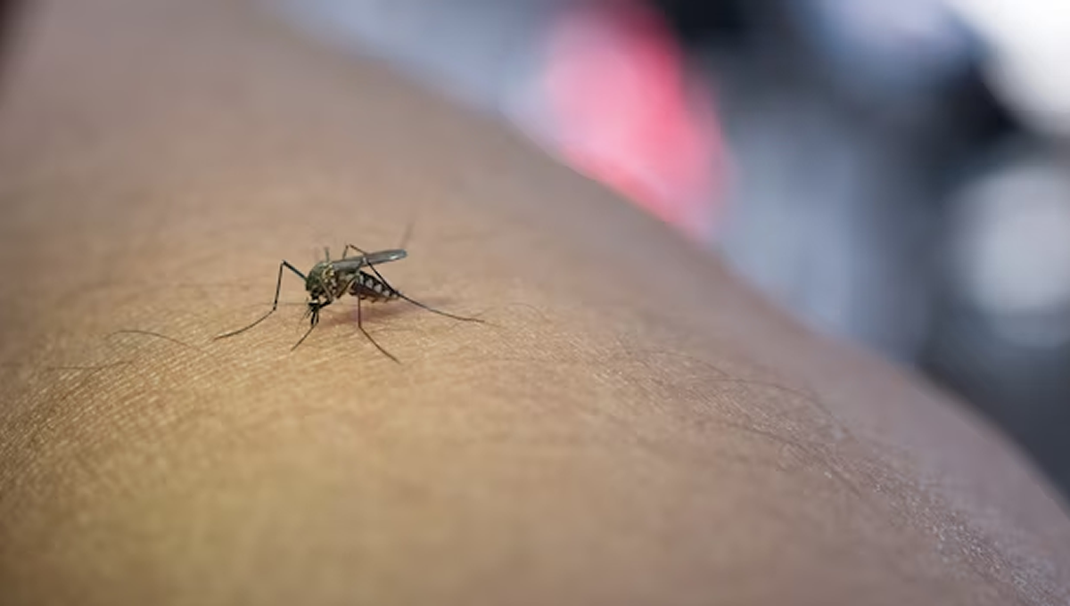 Mosquito picando en el brazo (Foto: Freepik)