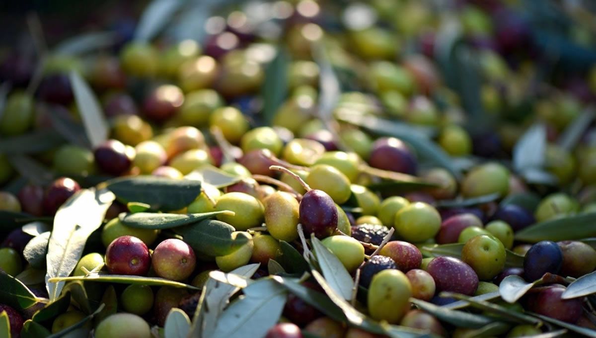 El ácido maslínico es un compuesto natural extraído del residuo de la producción de aceite de oliva que presenta importantes beneficios para la salud (Foto: UGR/EuropaPress)