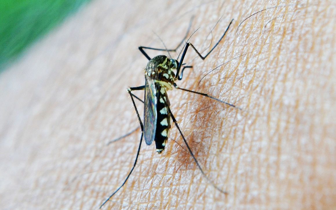 El mosquito común también podría transmitir zika según una nueva investigación