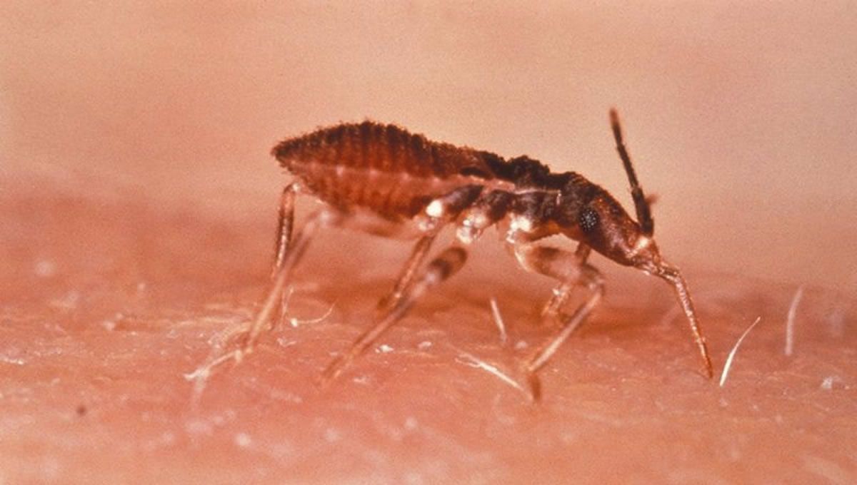 Triatoma infestans (vinchuca), Chagas  (Foto: CDC/World Health Organization/EuropaPress)