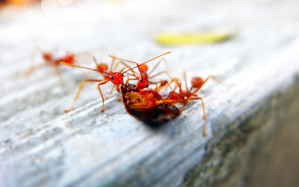 El veneno de una hormiga puede reducir los síntomas de la psoriasis