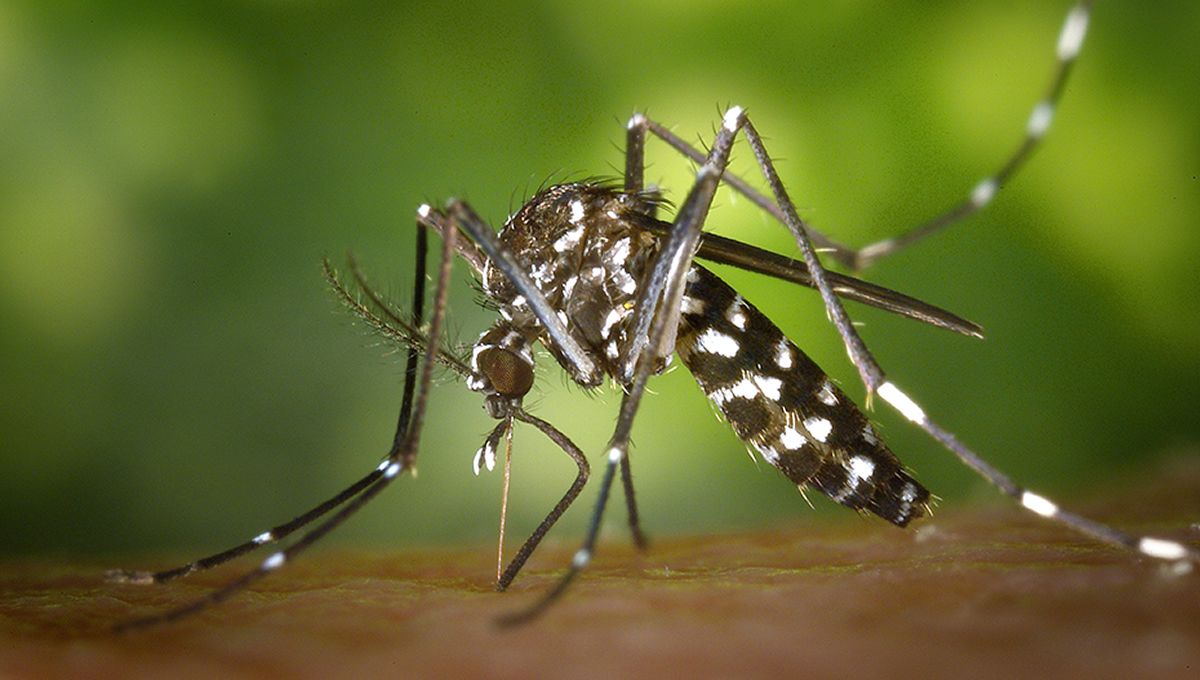 Mosquito tigre (Foto: ANECPLA)