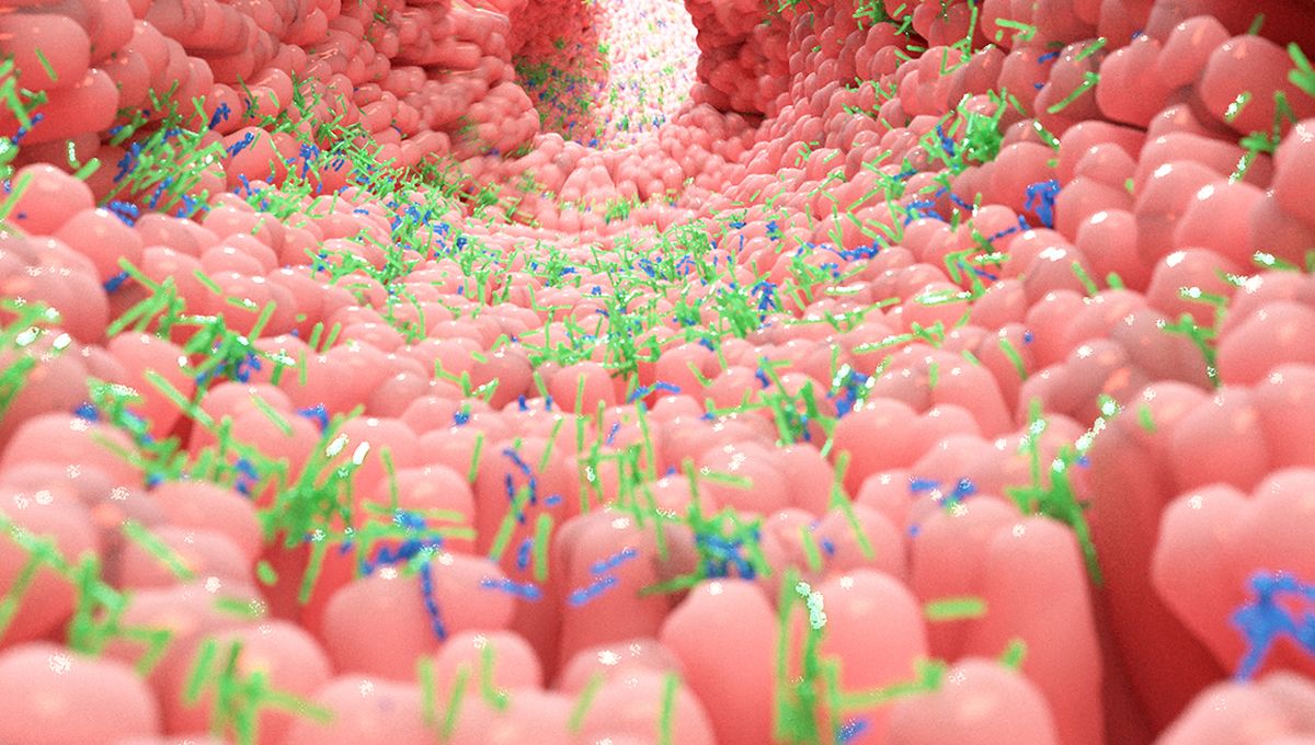 Microbiota en intestino humano (Foto: iStock/CSIC)