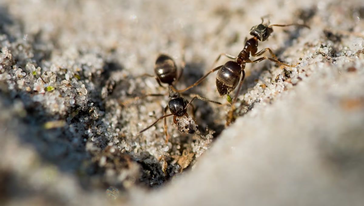 Hormigas por la arena. (Foto: Freepik)