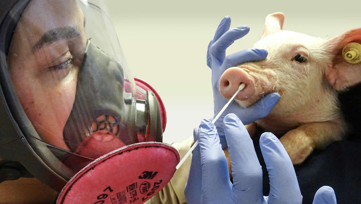Dra. Giovana Ciacci Zanella frotando un hocico de cerdo para recolectar muestras para detectar el virus de la influenza A (Foto: M. Marti y A. Grimes, USDA/EuropaPress)