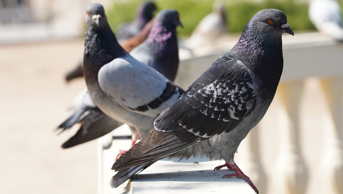 Las palomas son un riesgo para la salud pública. (Foto: Freepik)