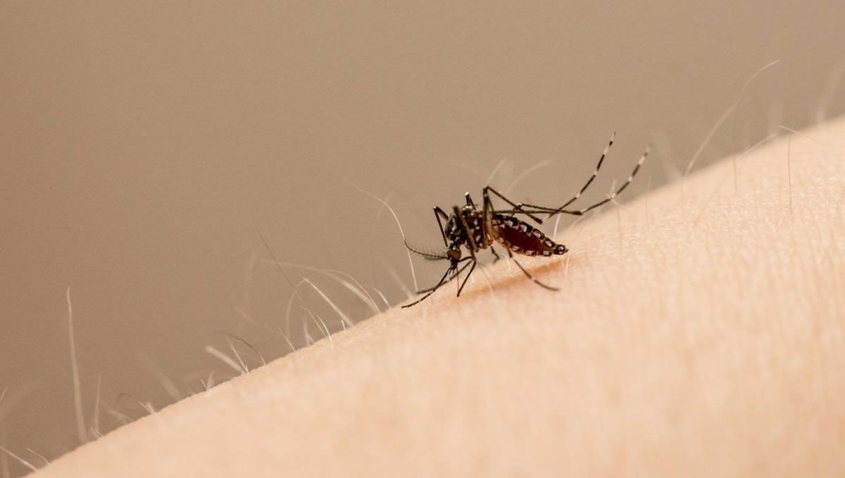 Edes aegypti es el mosquito principal que transporta el virus Zika. (Foto: John Eisele/Colorado State University Photography - EP)