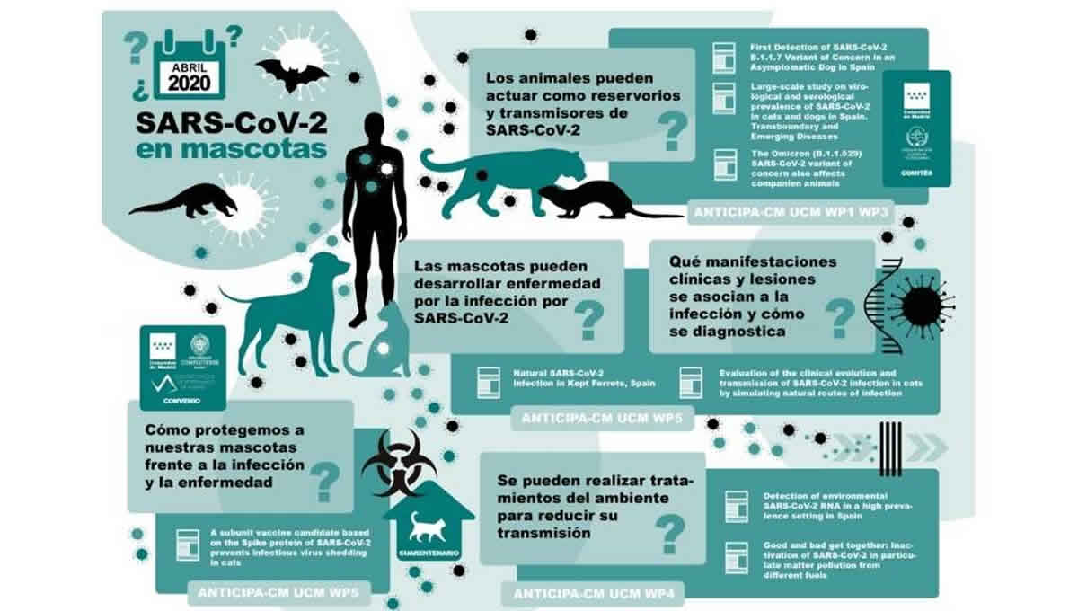 Infografía sobre el SARS-CoV-2 en mascotas (Foto: BERBÉS)