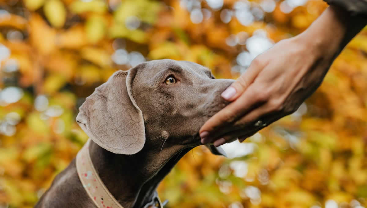 Perro olfateando la mano de su dueño. (Foto: Pexels)