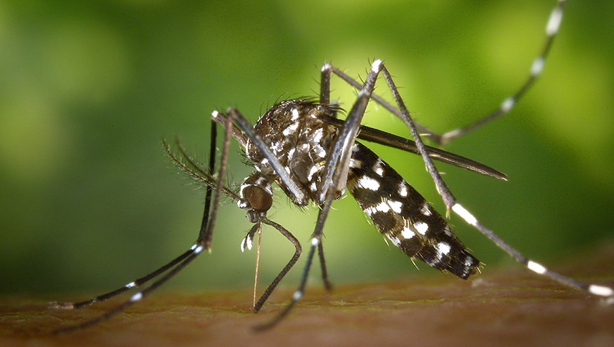 Mosquito Virus del nilo (Fuente: Junta de Andalucía)