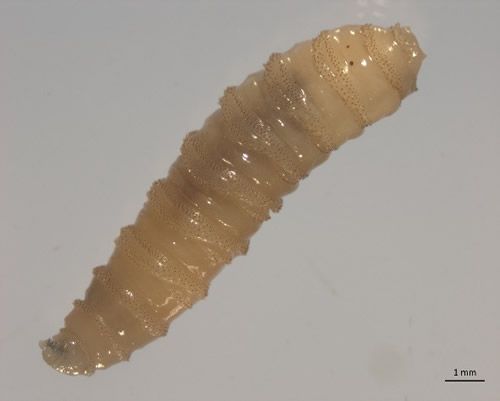 Cochliomyia hominivorax (Fuente Companion Animal Parasite Council)