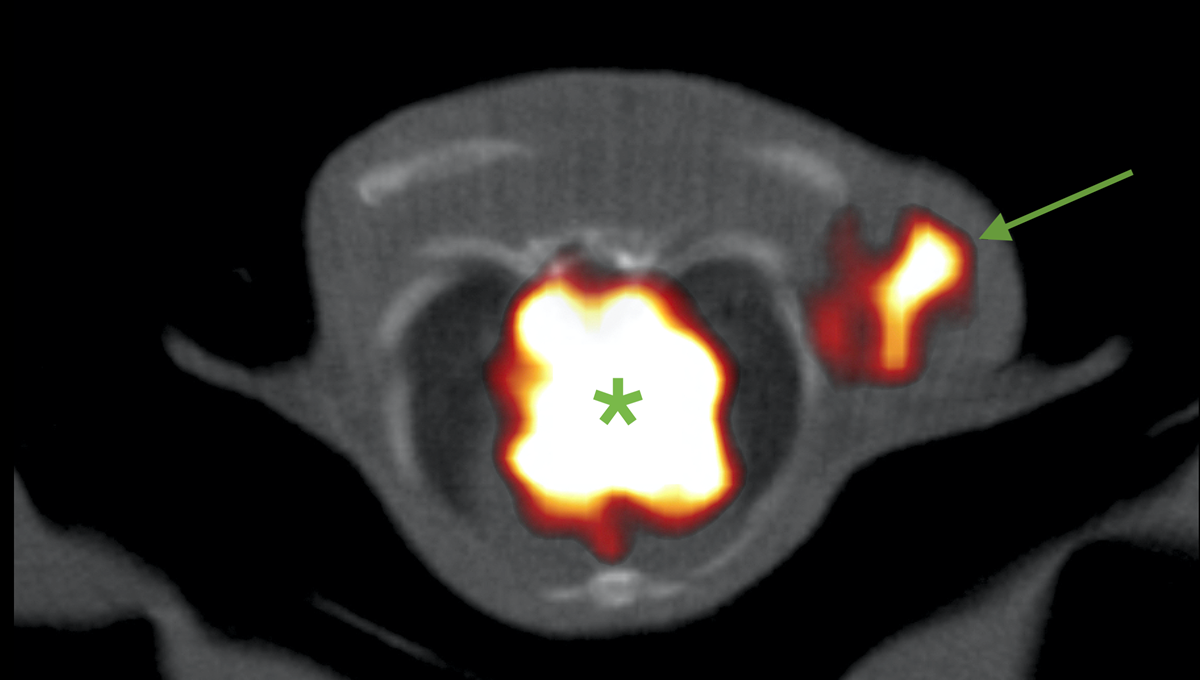 InmunoPET de un modelo de cáncer de mama triple negativo usando nanobodies marcados. La flecha señala el tumor y el asterisco, el corazón (Foto: Francisca Mulero/CNIO)