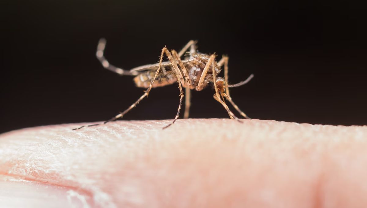 Mosquito transmisor de enfermedades. (Fotos: Freepik)