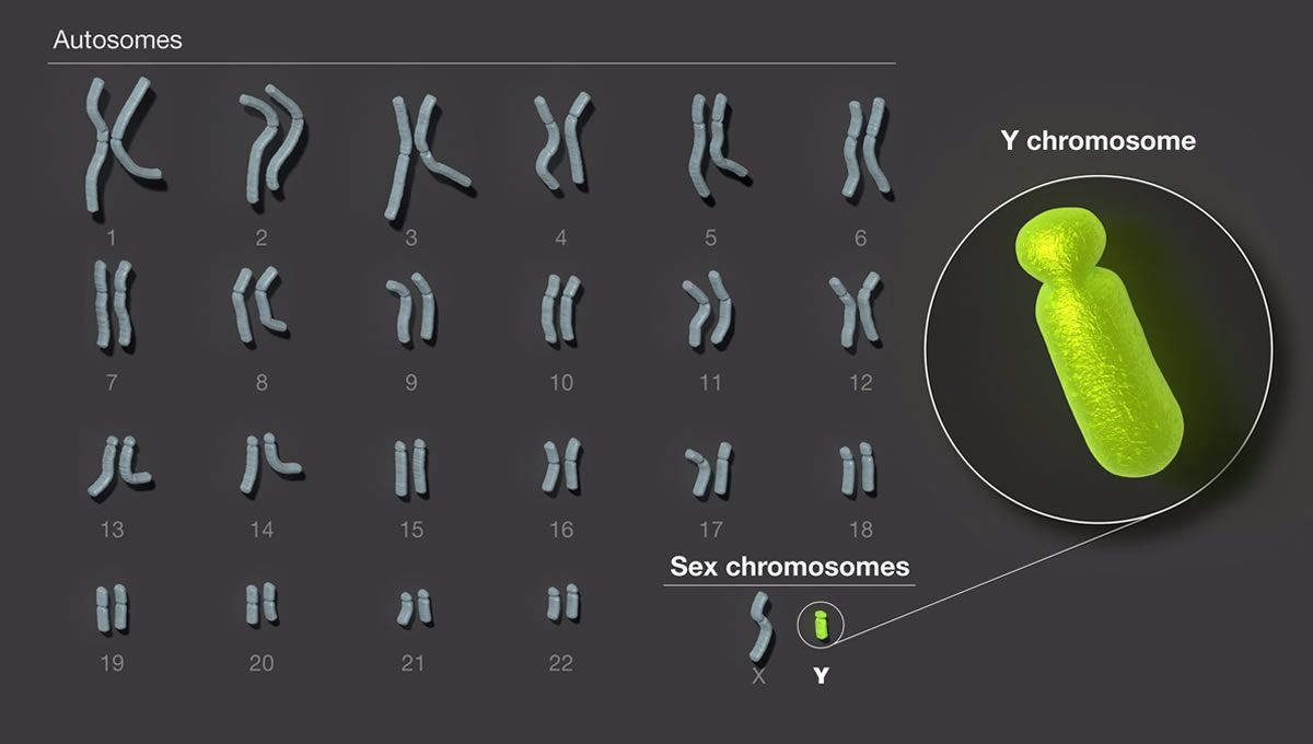 Descifrado el cromosoma sexual masculino, última pieza restante del genoma humano (Foto: Europa Press)