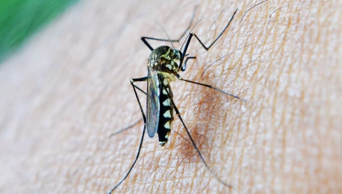 Mosquito transmisor del  virus de la Fiebre del Nilo (Foto. EP)