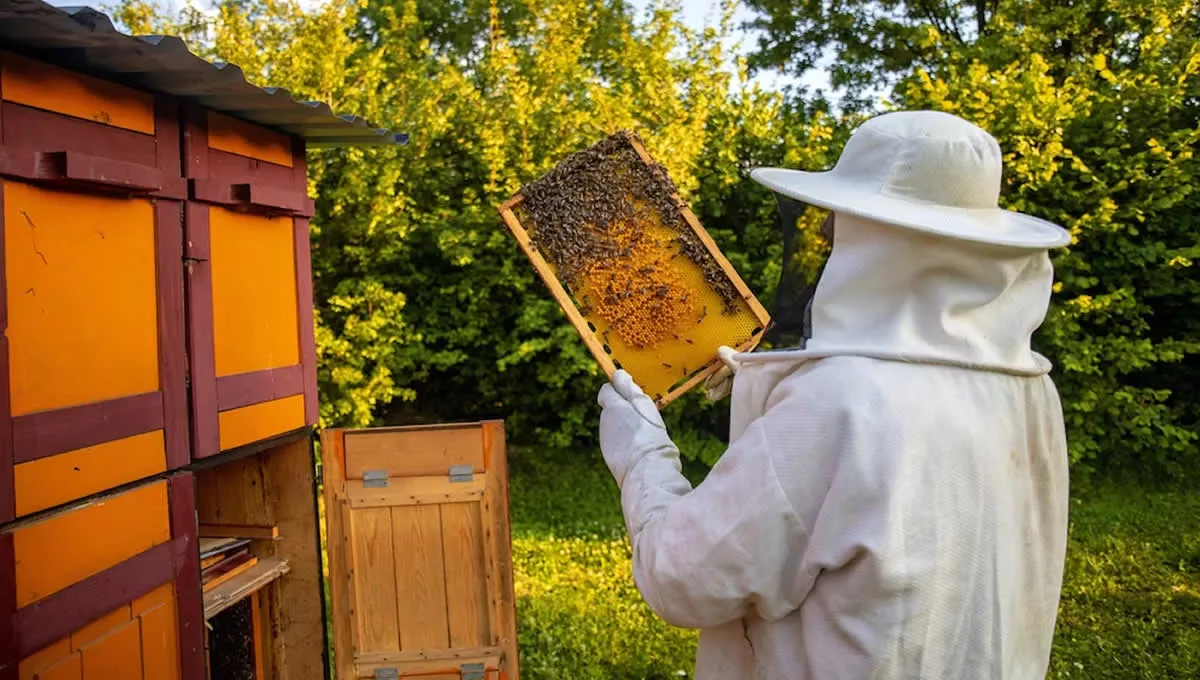 Apicultor recogiendo miel de una colmena. (Foto: Freepik)