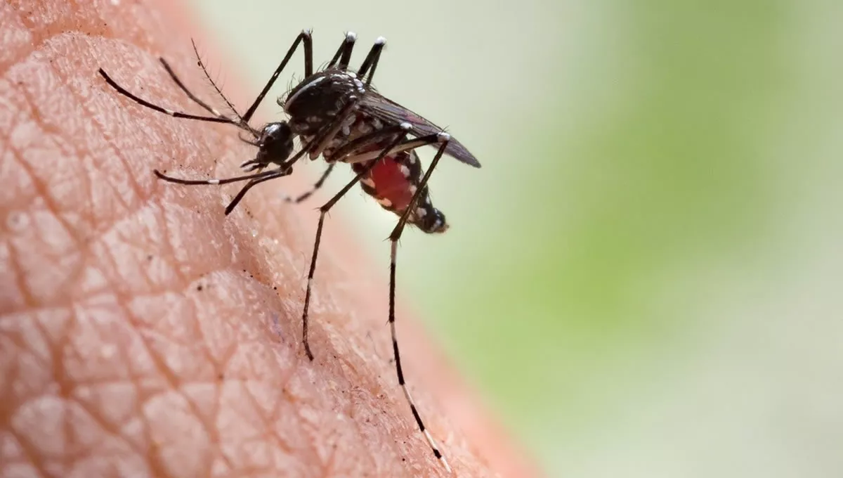 El dengue es transmitido por mosquitos (Foto: OCV/EuropaPress)