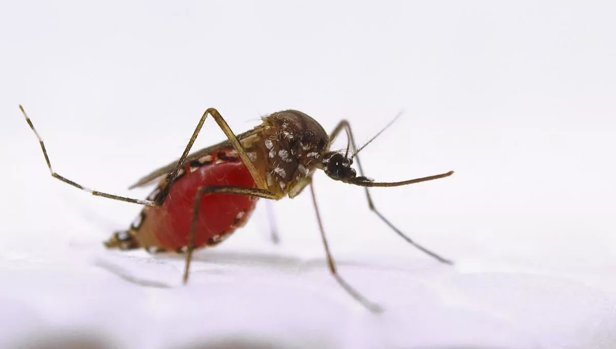 Aedes aegypti, mosquito zika. (Foto: Archivo)