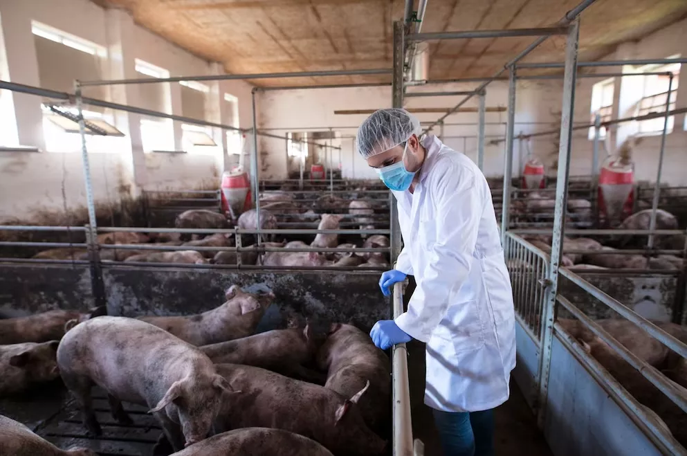 Científico llevando a cabo una ivestigación en una ganja de cerdos (Foto: Freepik)