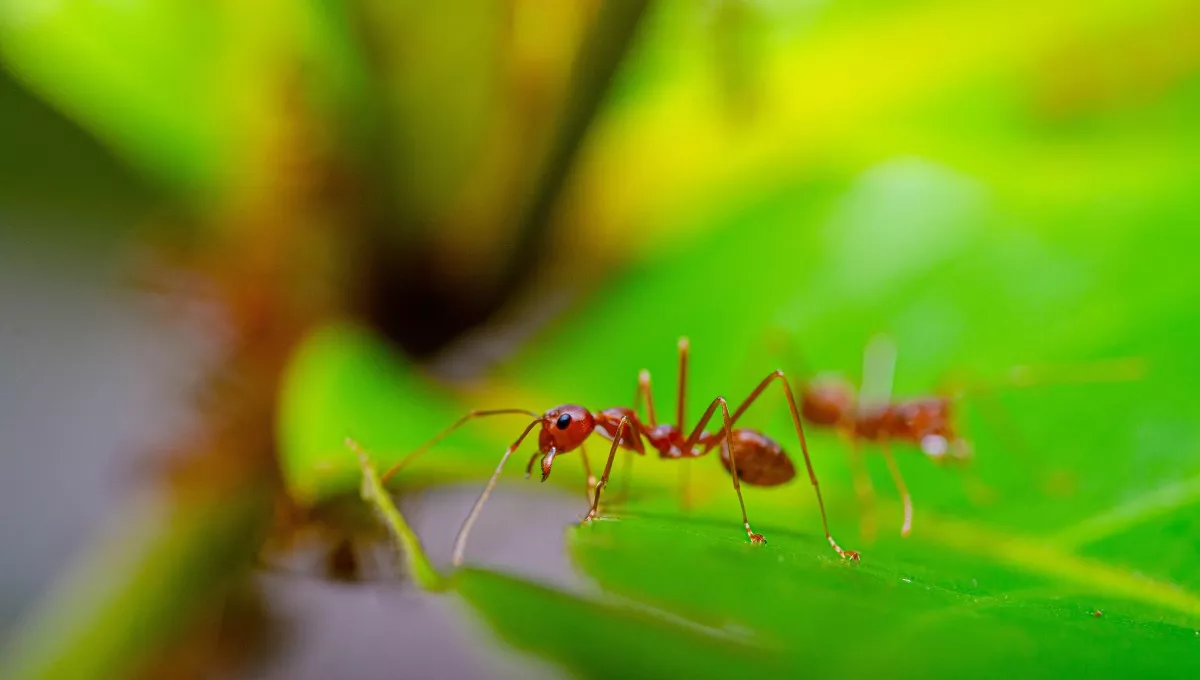 Los expertos advierten de la llegada de la hormiga de fuego a Europa. (Foto: Pexels)