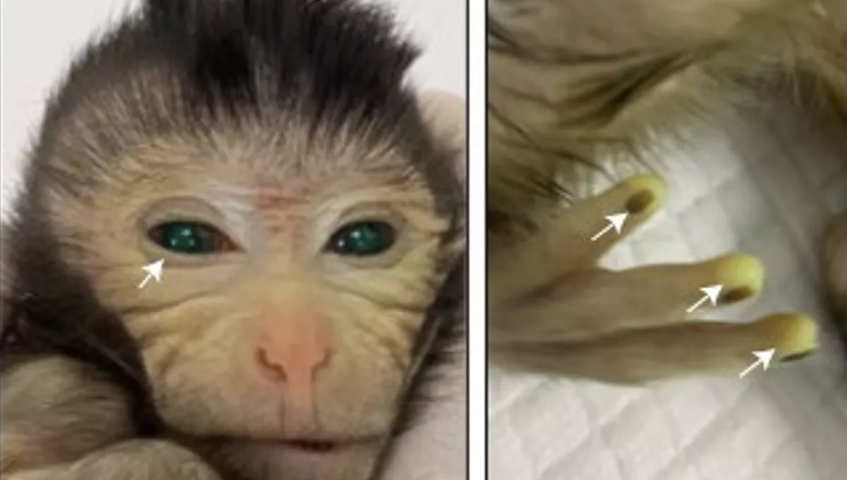 Mono quimérico nacido en el Laboratorio de Shangái en China (foto: Cell)