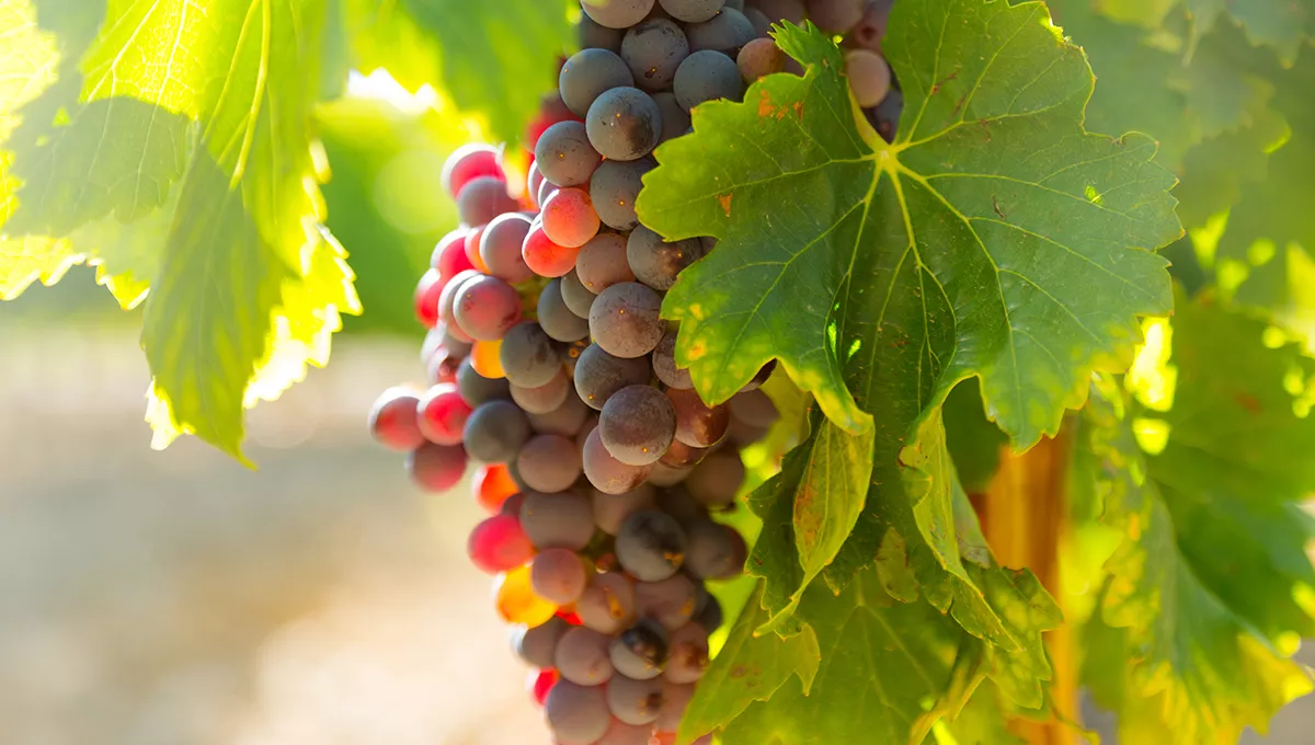 Racimo de uvas rojas (Foto. Freepik)