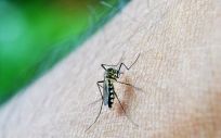 La malaria es una enfermedad provocada por la picadura del mosquito anófeles y endémica en varios países africanos.