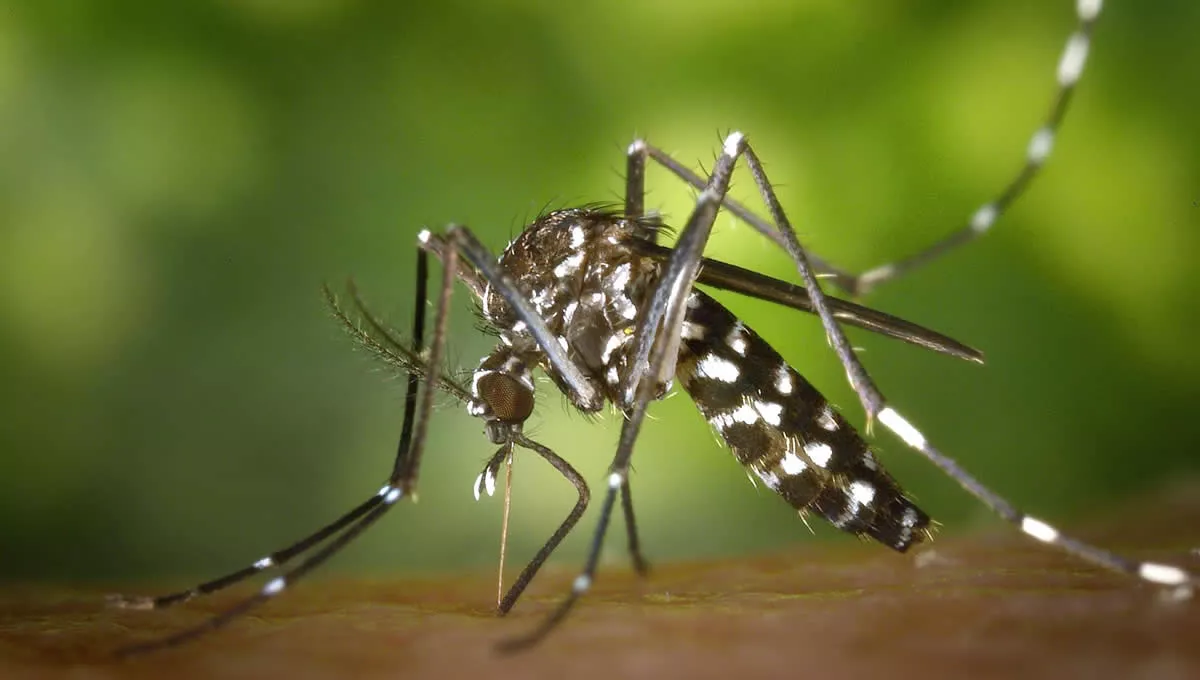 Mosquito transmisor del Virus del Nilo. (Foto: EP - Junta de Andalucía)
