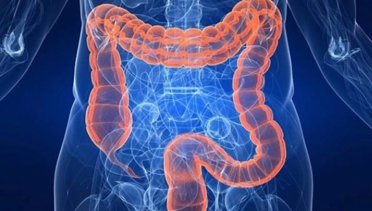 Estudio del intestino en enfermedad inflamatoria intestinal crónica. (Foto: Europa Press)