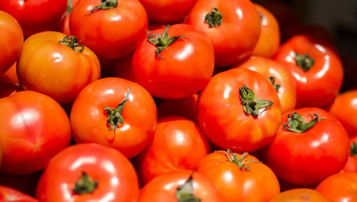 Montón de tomates (Foto. Freepik)