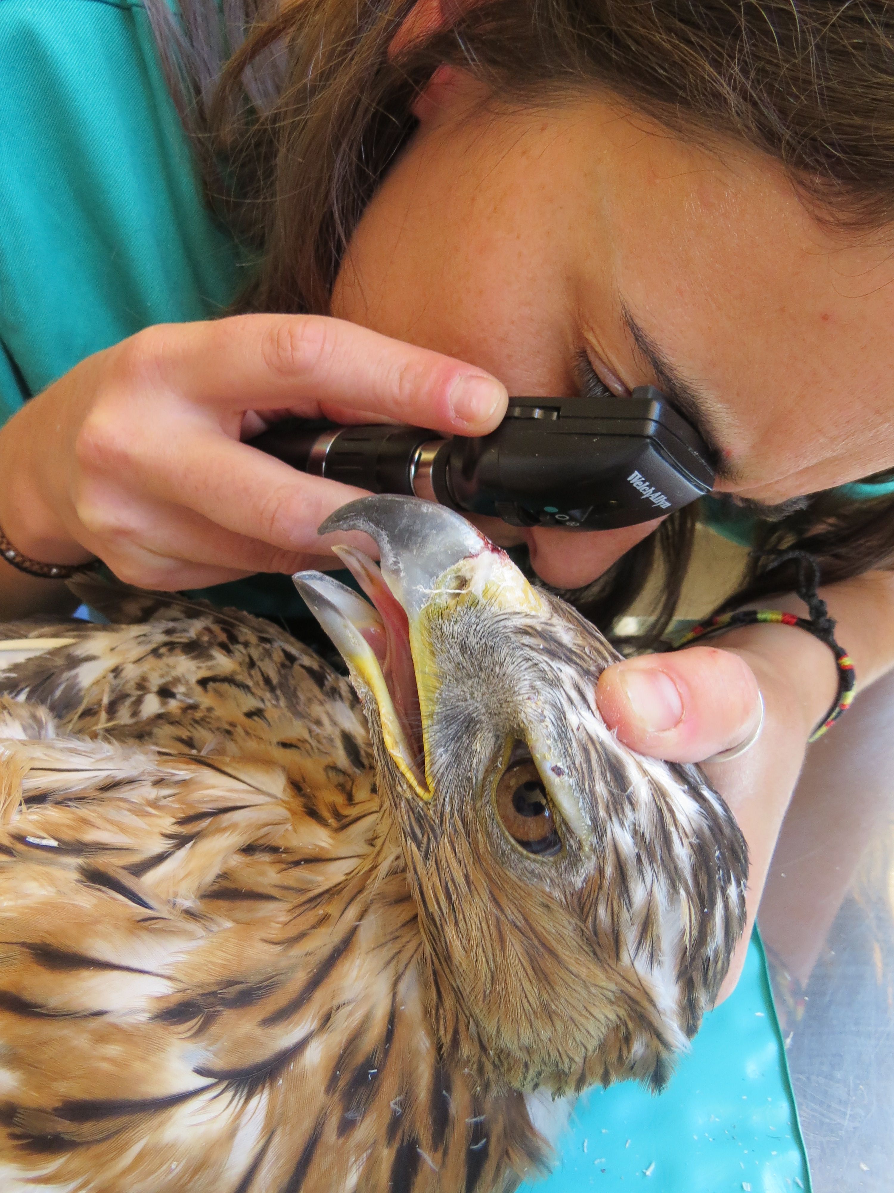 Águila perdicera en revisión oftalmológica