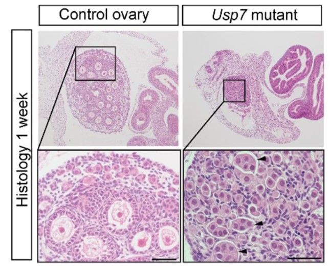 Ovarios de ratones sanos (izquierda) y ratones sin el gen Usp7 (derecha) (Fuente: Instituto Francis Crick=