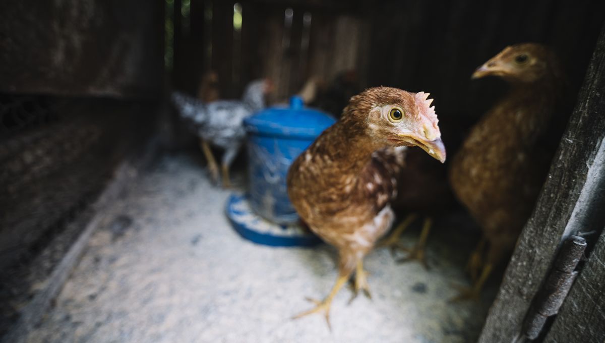 La comprensión de factores subyacentes que impulsan la influenza aviar, determinante para la salud (Foto: Freepik)