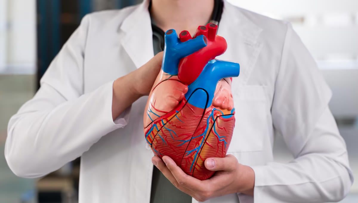 Cardiólogo, especialidad MIR, sujeta un corazón (FOTO: Freepik)