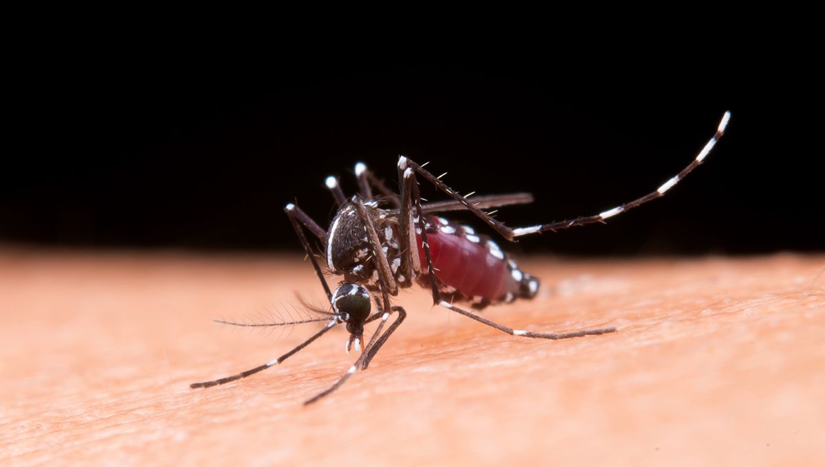 Mosquito tigre transmitiendo el virus de Chikungunya (Foto: Freepik)