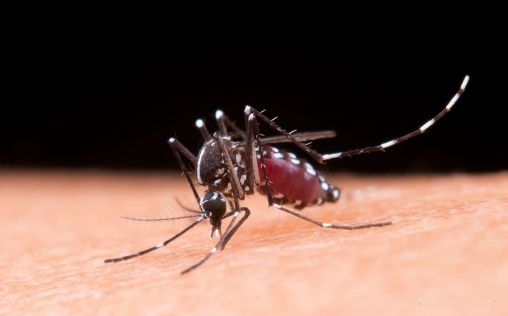 El ECDC notifica 160.000 casos y 50 muertes a nivel mundial por el virus de Chikungunya