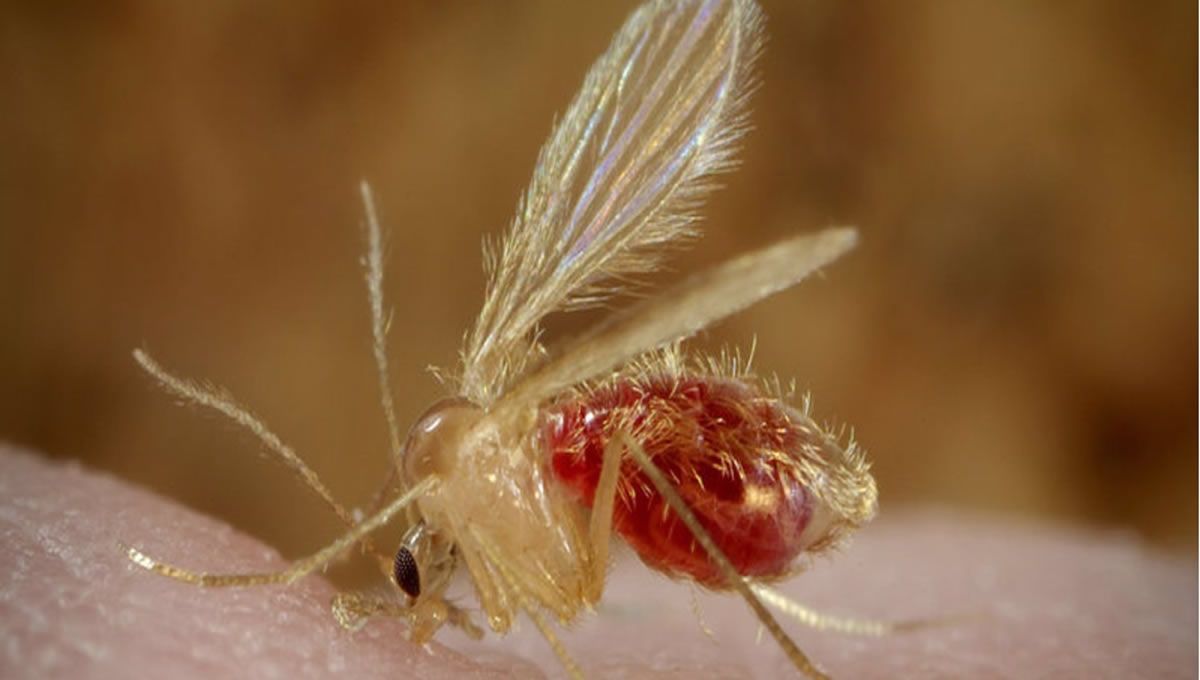 Mosquito transmisor de la leishmaniasis (Foto: Europa Press)