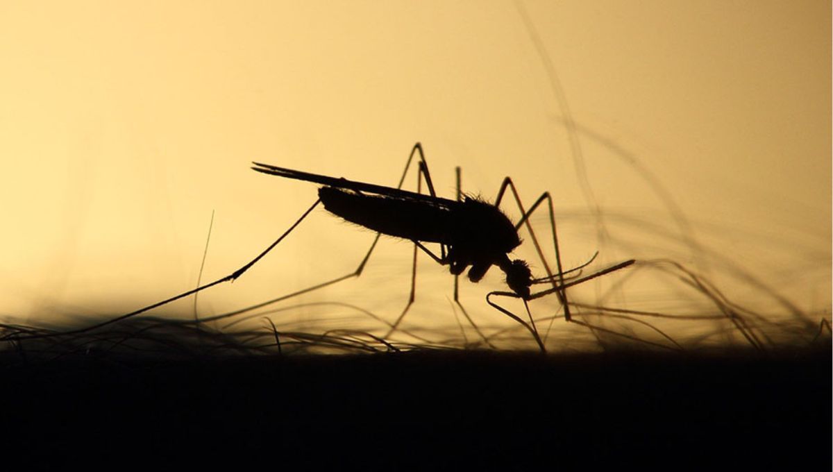 Mosquito (Fuente: Junta de Andalucia)
