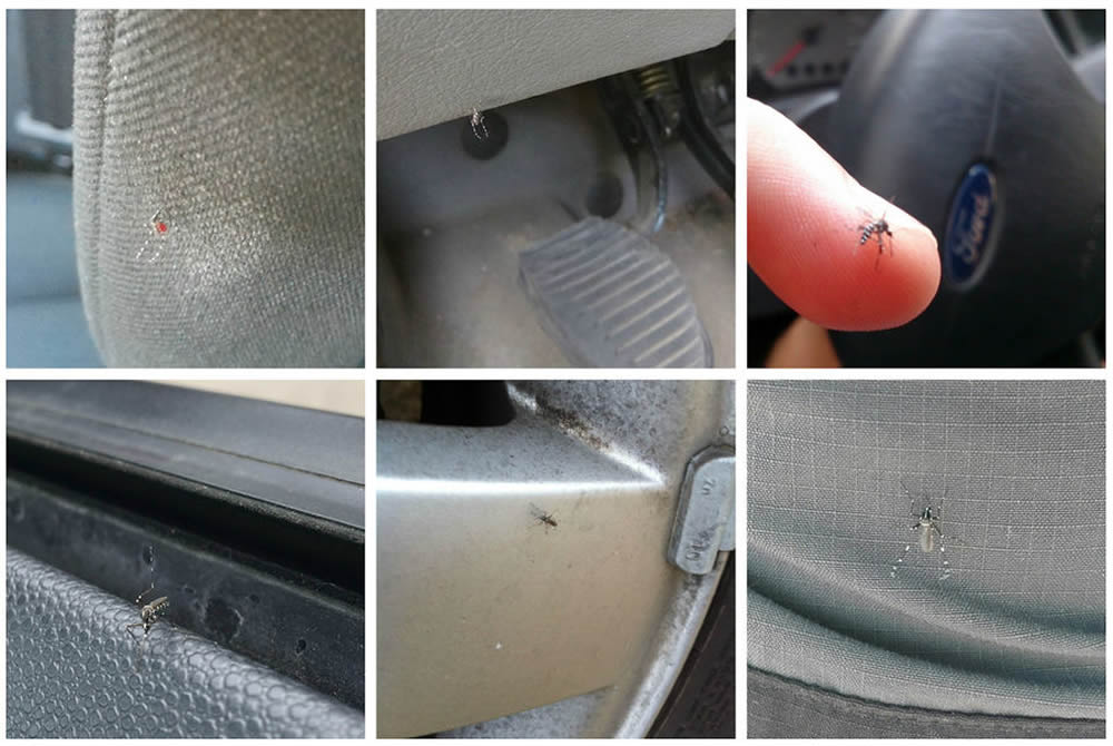 Imágenes de mosquitos tigre en el interior de vehículos