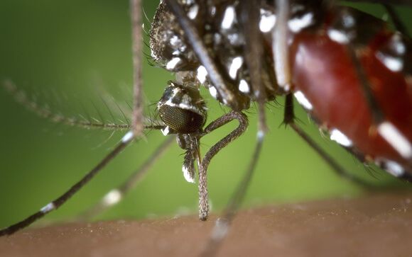 El zika deja de ser emergencia sanitaria a nivel mundial según la OMS