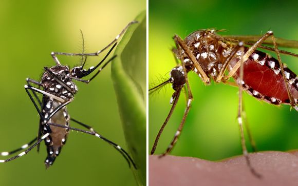 Mosquitos Aedes albopictus y Aedes aegypti, vectores de enfermedades infecciosas