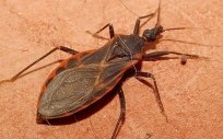 Insecto que contagia la enfermedad de Chagas