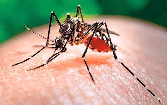 El zika en 2016: de la emergencia internacional al freno de la infección